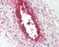 EHD2 Antibody (C-Terminus)